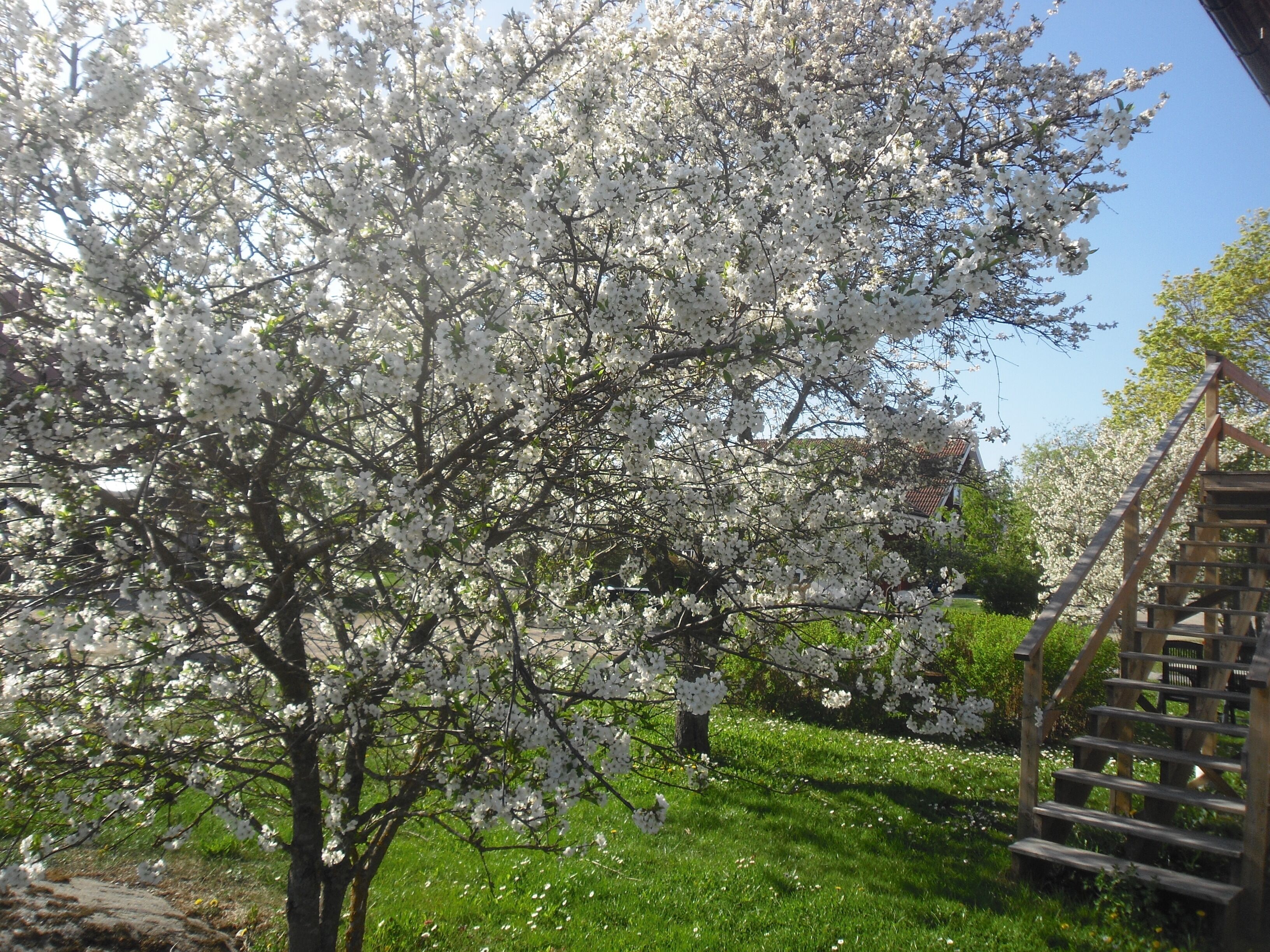 A cherry blossom tree in full bloom with a wooden staircase leading up to a building.