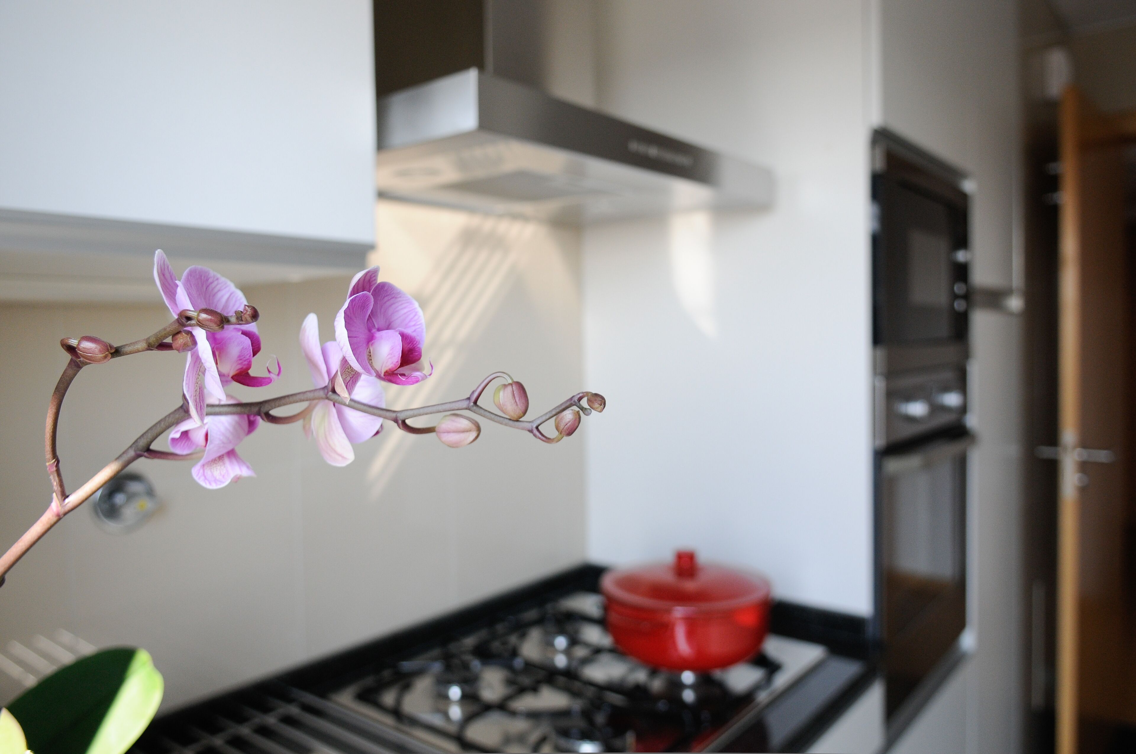 A kitchen with a gas stove, a red pot, and a stainless steel range hood.