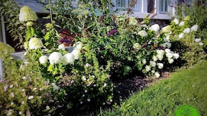 Un jardín con diversas plantas y flores, incluyendo hortensias blancas y rosas rosadas, frente a un edificio con fachada de piedra y ventanas.