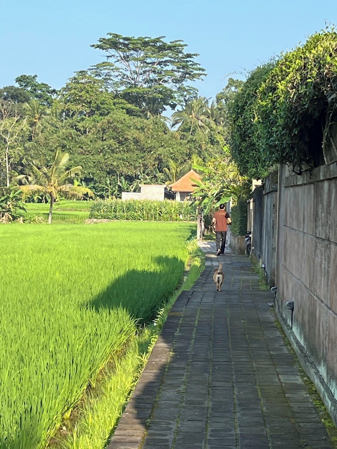 A pathway through a lush green field with a person walking a dog.