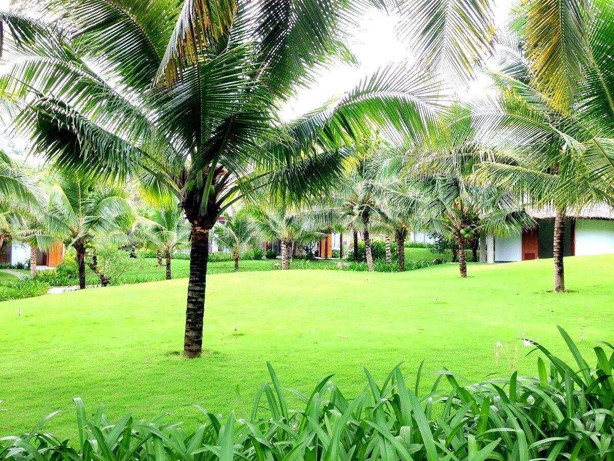 A lush garden with palm trees and a well-maintained lawn.