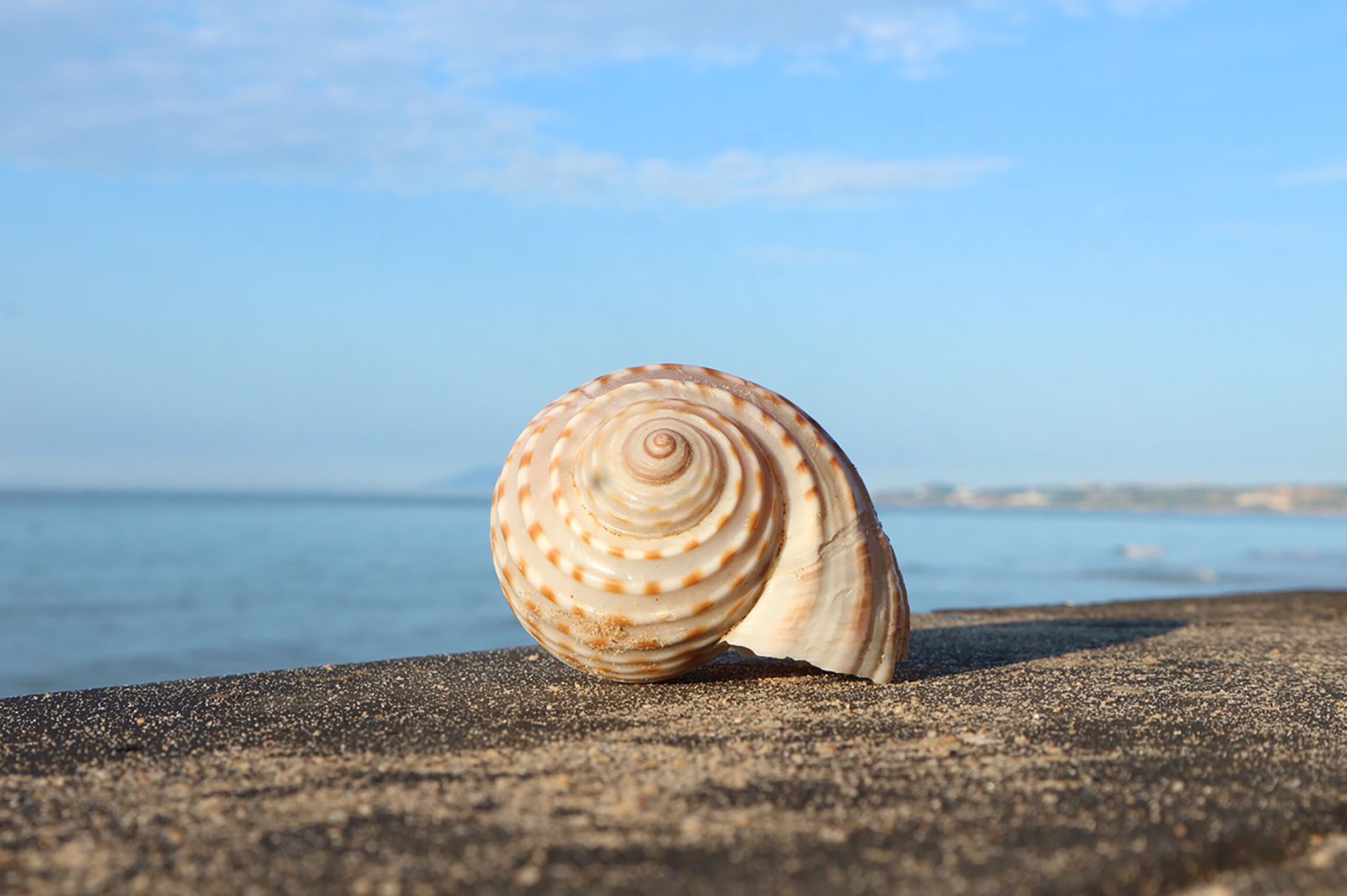 A seashell on a textured surface with a calm sea and clear sky in the background.