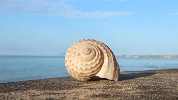 A seashell on a textured surface with a calm sea and clear sky in the background.