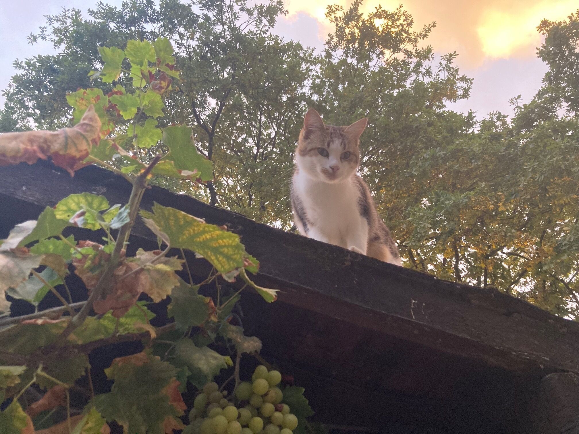 Un gato sobre una estructura de madera con follaje verde y uvas en primer plano.