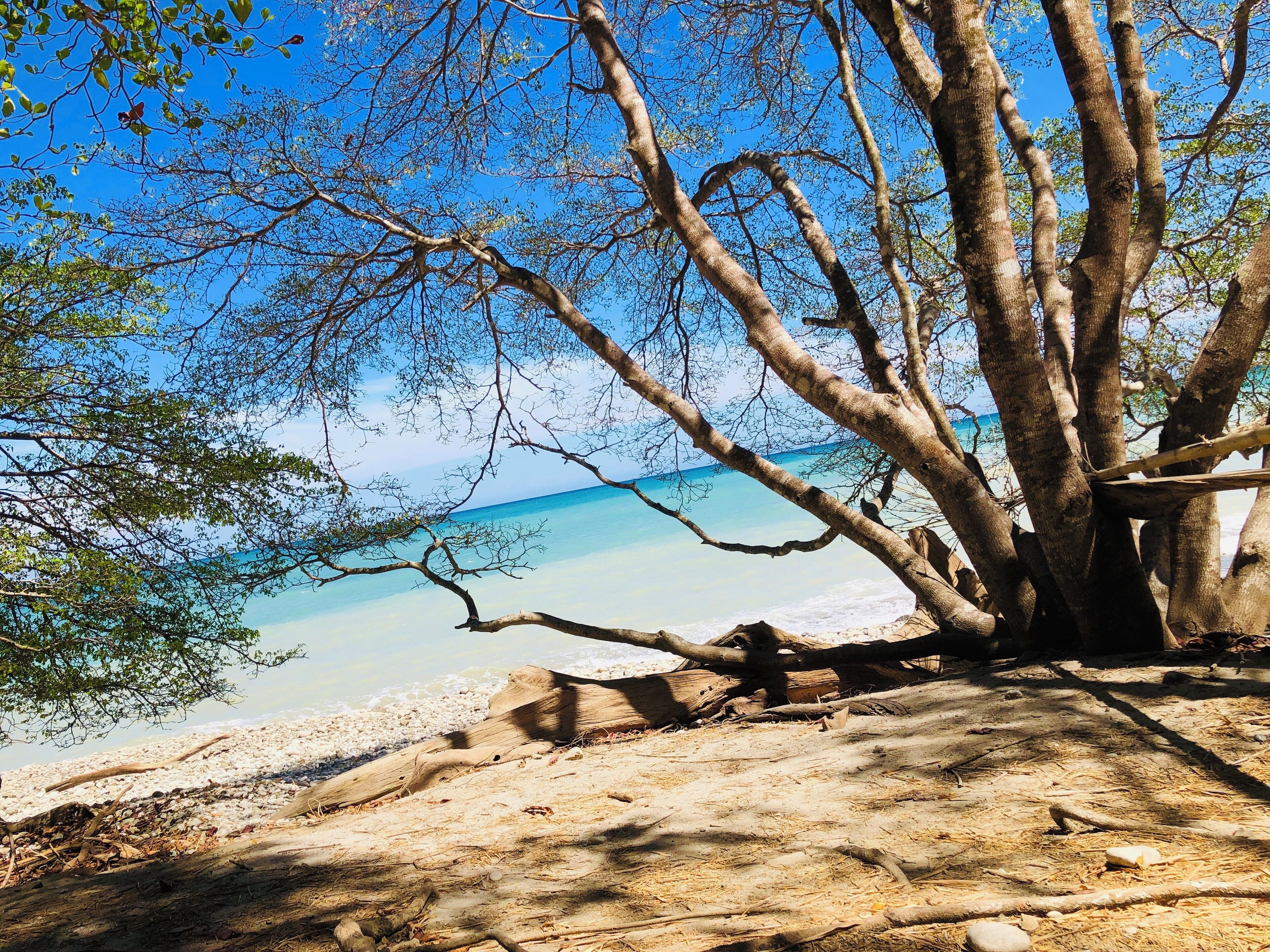 A beach with a large tree in the foreground and a clear view of the ocean.