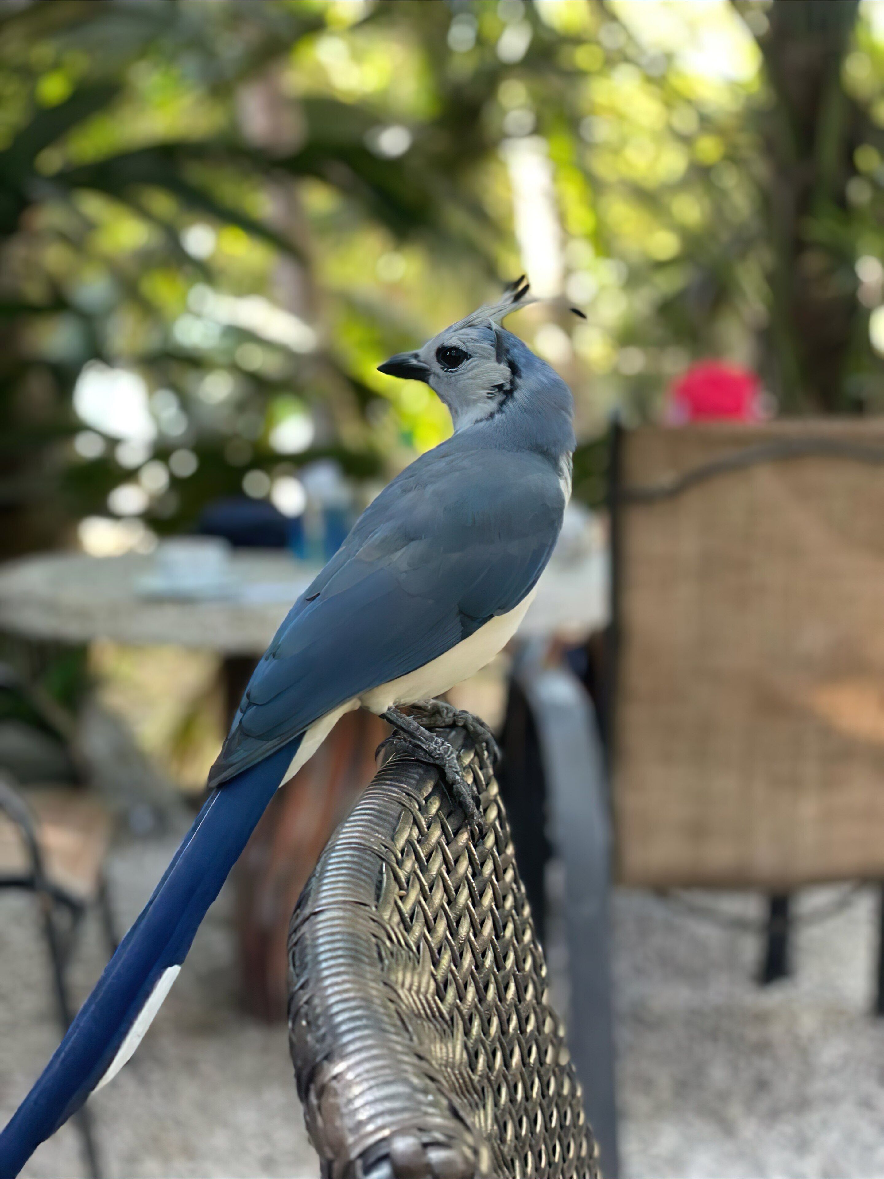 A bird perched on a chair.