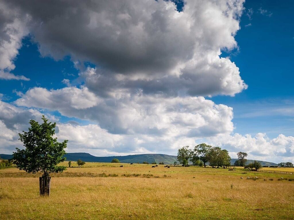 Een landelijk landschap met een enkele boom op de voorgrond, een weide met grazende dieren en een bergketen in de verte onder een gedeeltelijk bewolkte lucht.