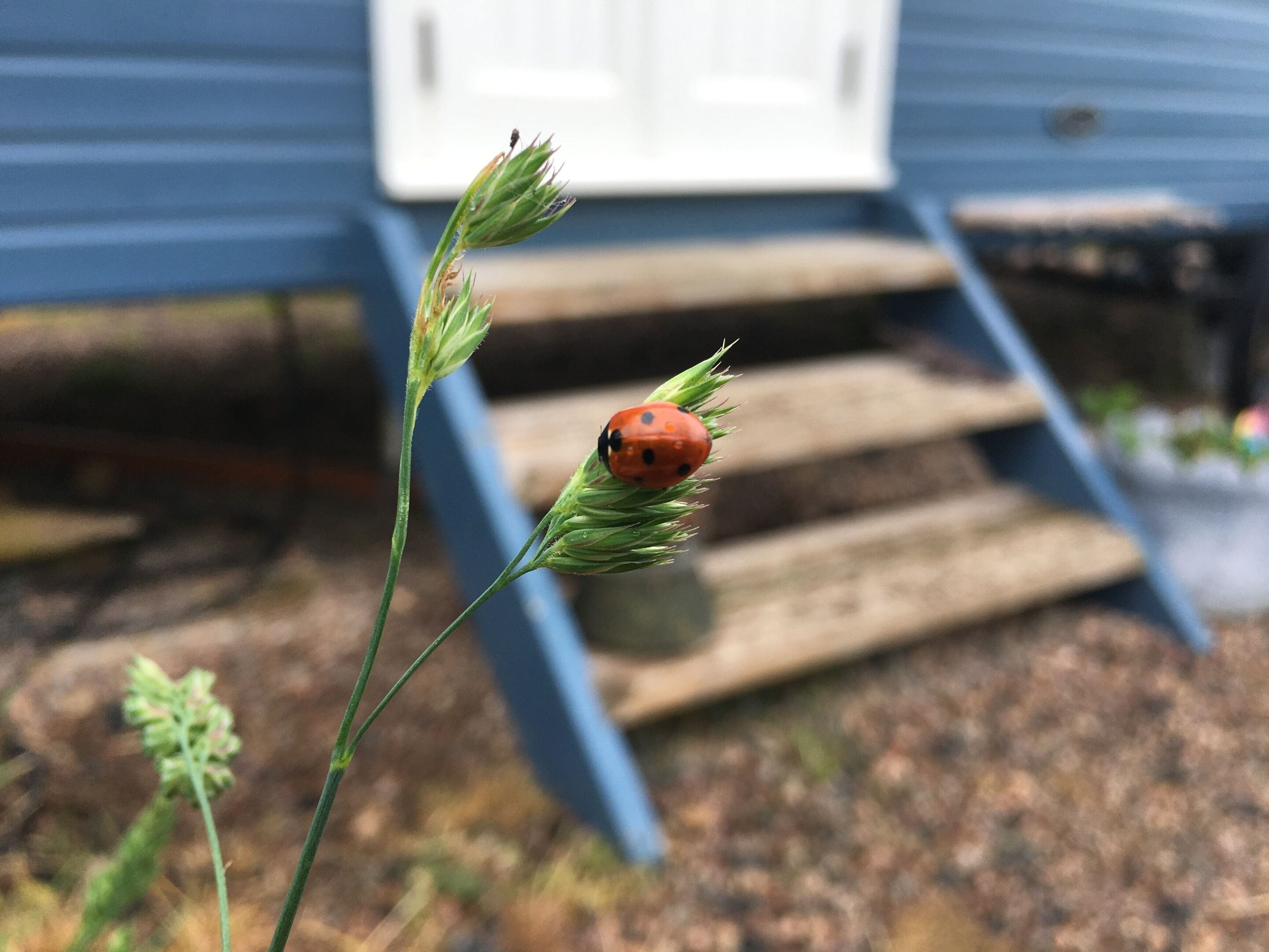 Una mariquita sobre una planta verde frente a una casa con revestimiento azul y una puerta blanca.