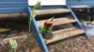 Una mariquita sobre una planta verde frente a una casa con revestimiento azul y una puerta blanca.