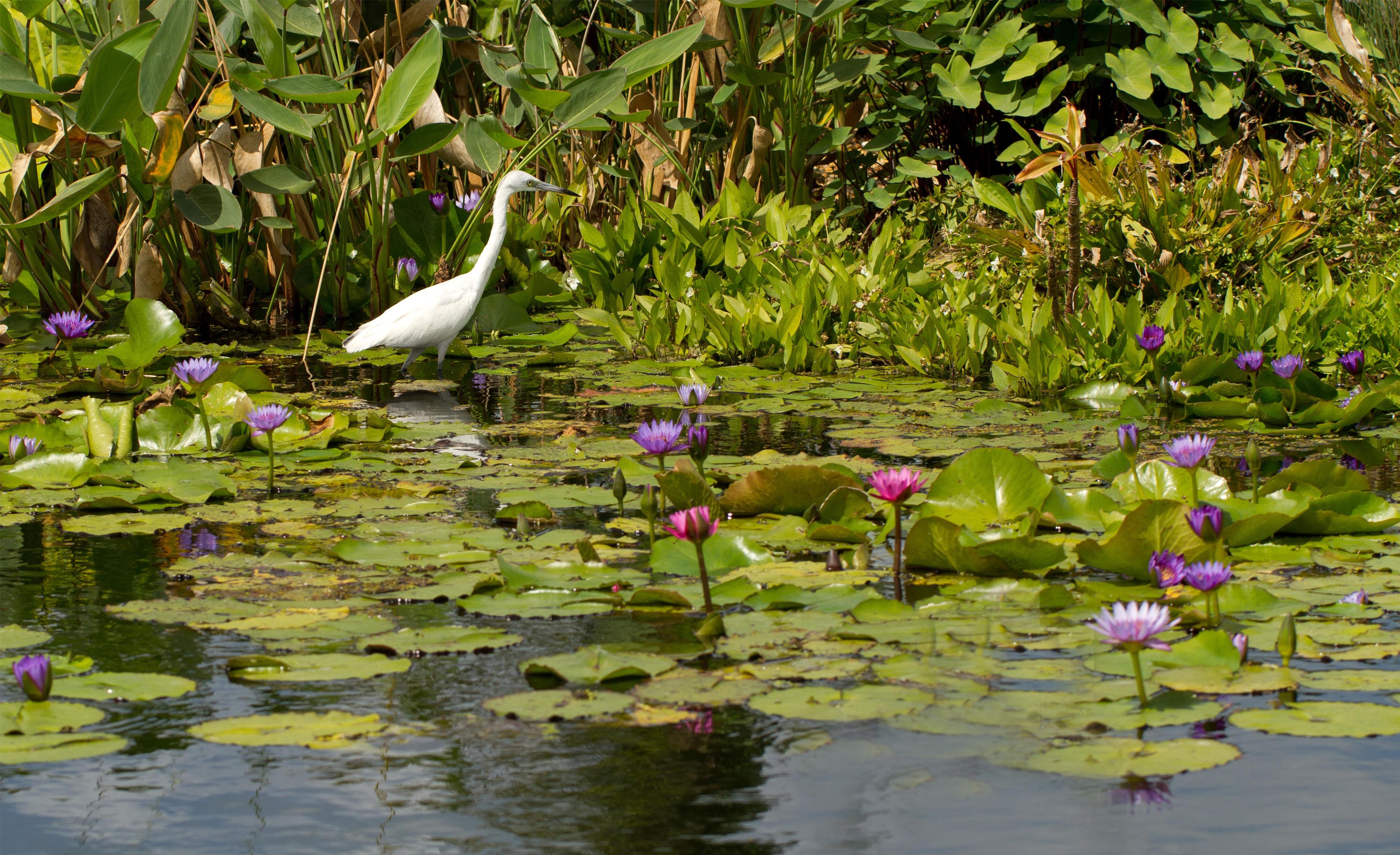 A white bird standing on lily pads in a pond surrounded by greenery.