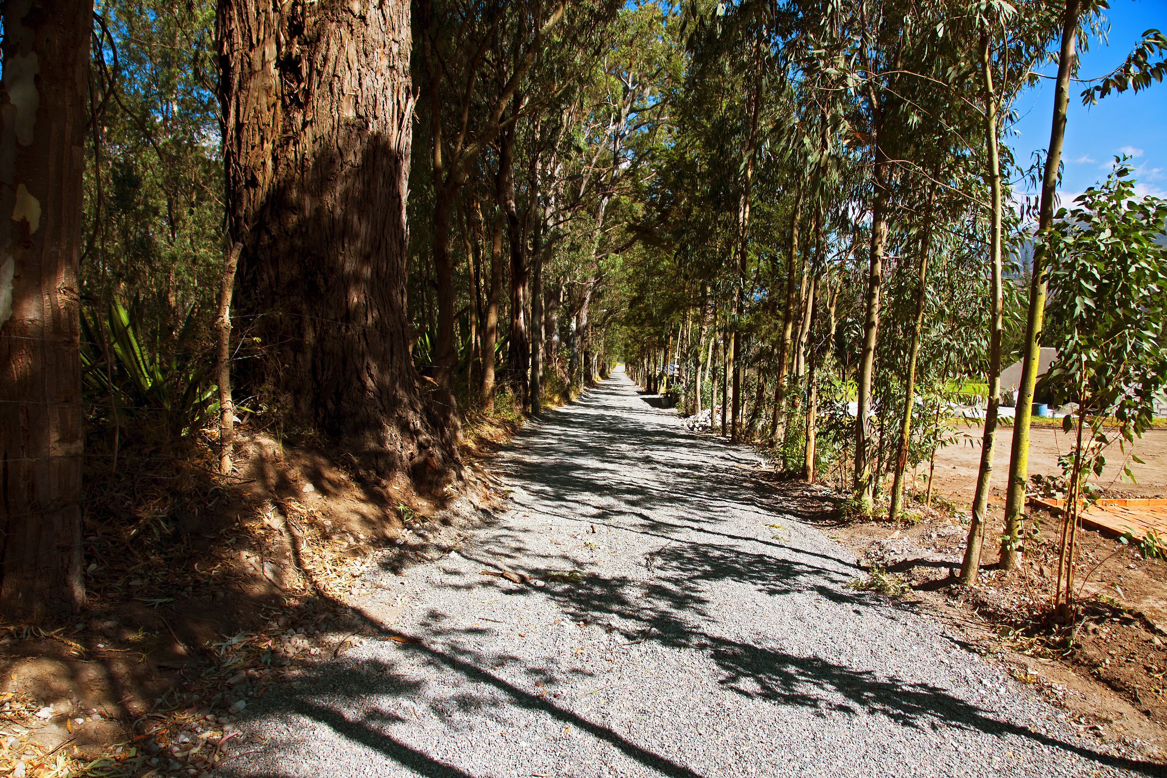 Un sendero pavimentado bordeado por altos árboles que conduce a una zona boscosa.