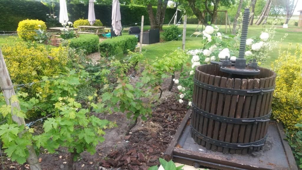 Un jardín con parras y una estructura de barril de madera.