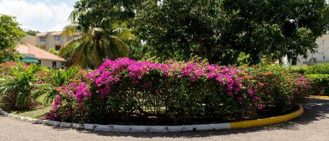 A landscaped area with vibrant pink bougainvillea bushes, a palm tree, and a building with a red-tiled roof in the background.