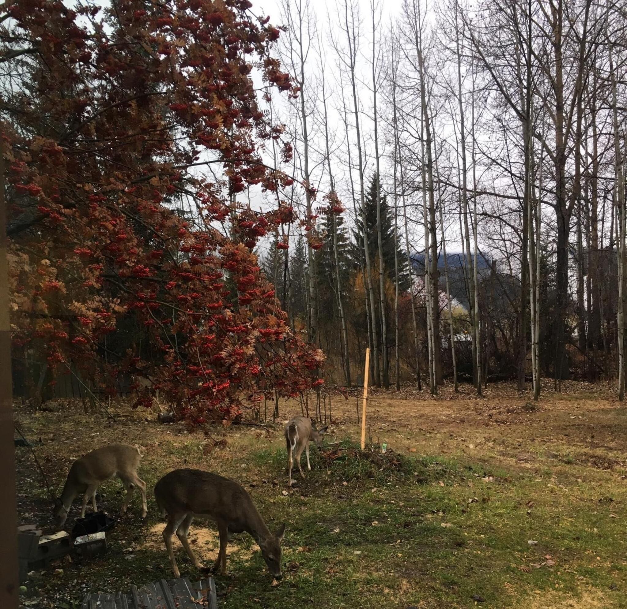 A fenced outdoor area with a grassy field, a tree with red leaves, and a deer grazing.