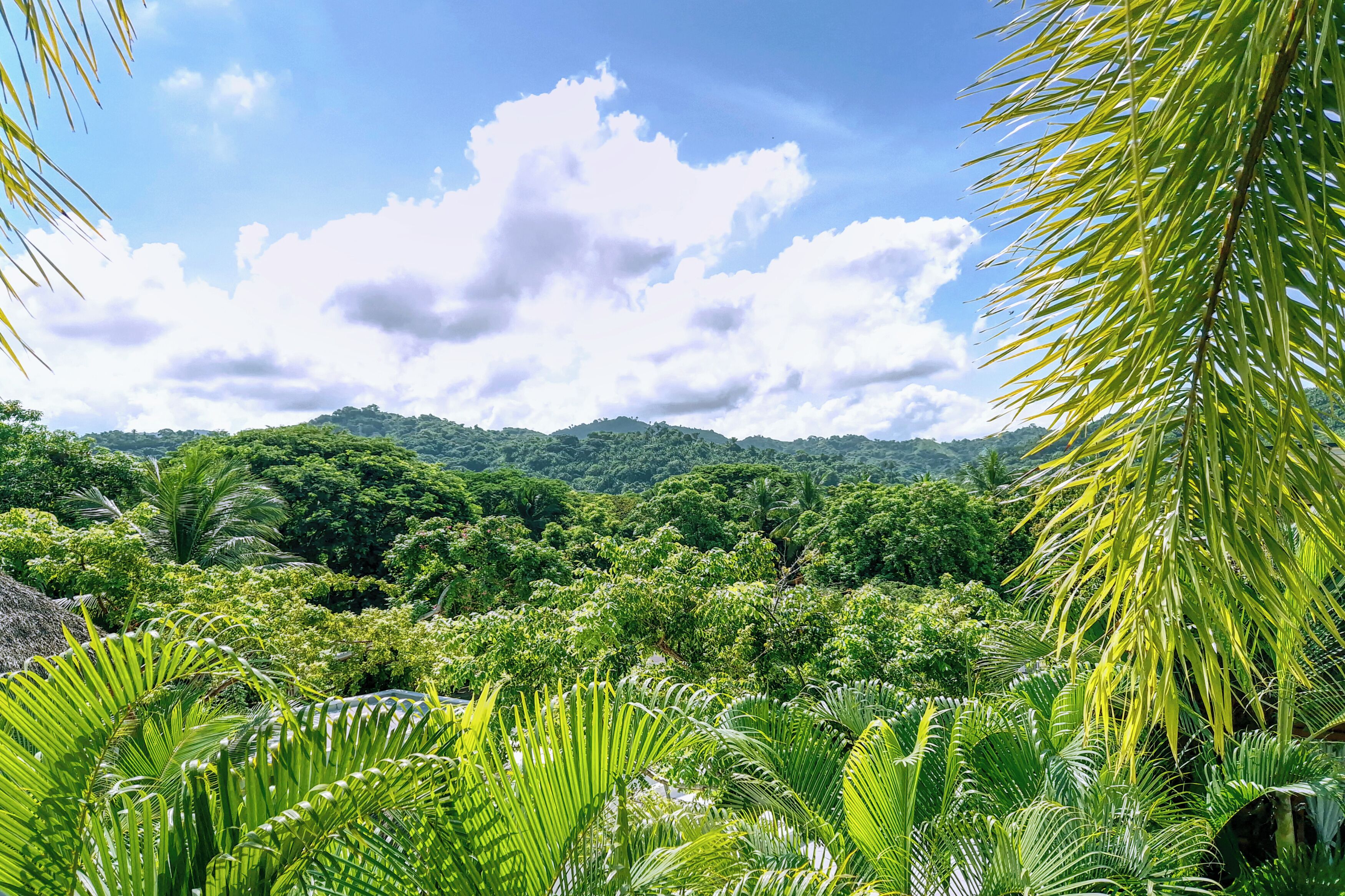 A lush tropical landscape with dense greenery and a clear sky.