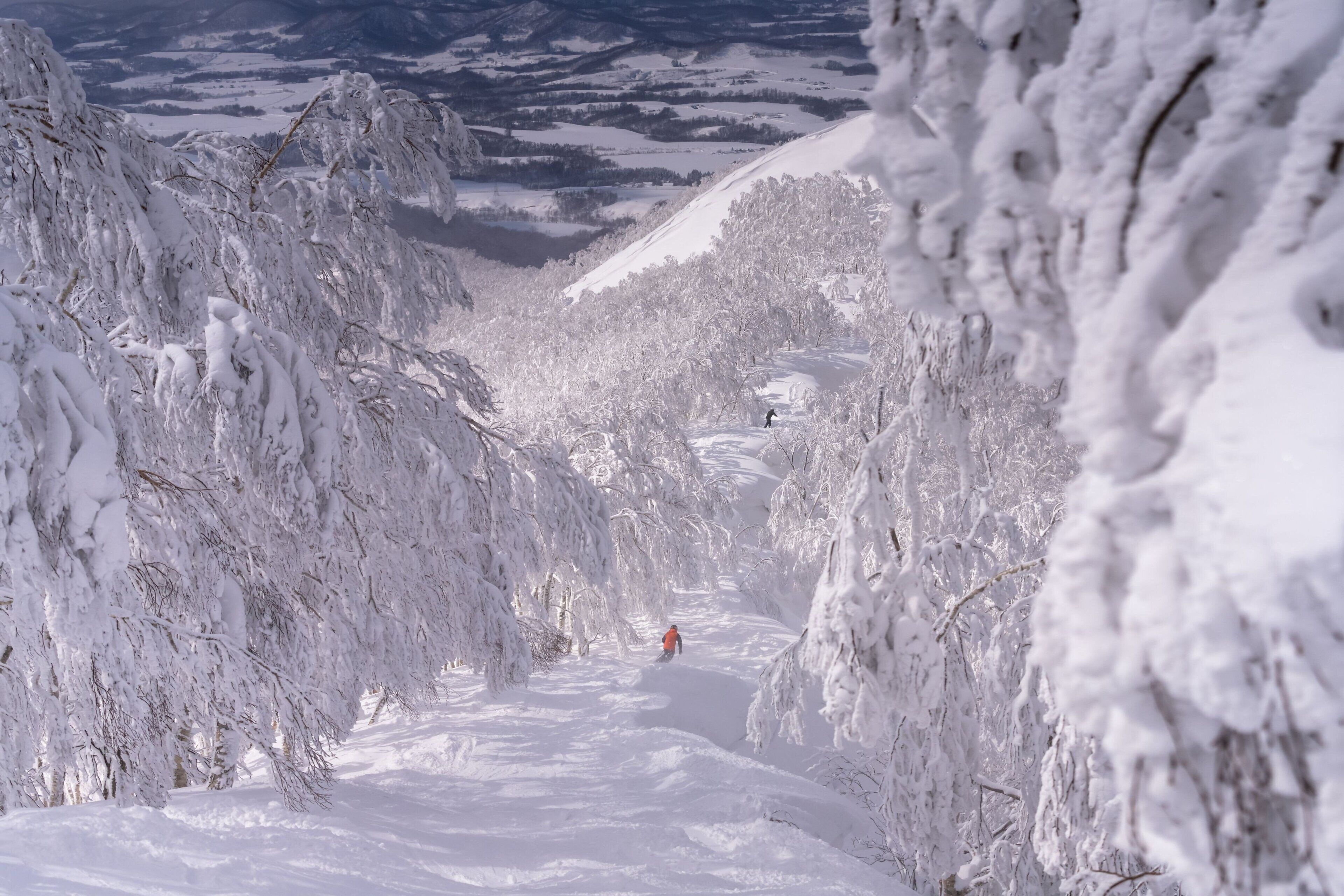 A snow-covered path flanked by trees, leading to a distant view of a valley.