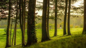 A forested area with tall trees and a grassy field.