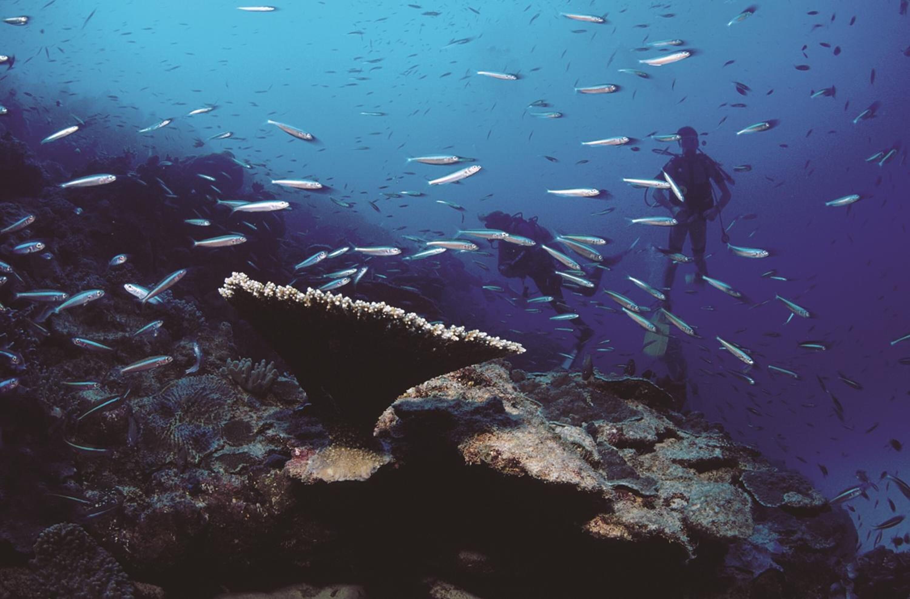 Ein Taucher, umgeben von Fischen in einer Korallenriff-Umgebung.