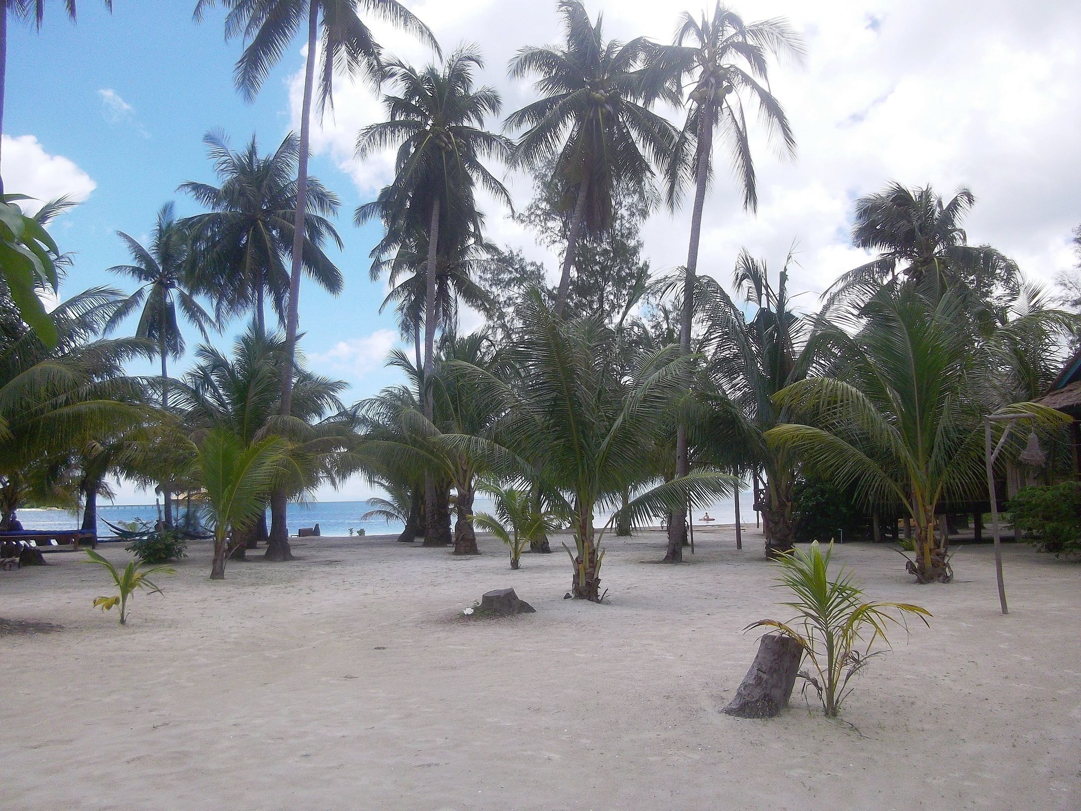 Una playa con palmeras y una zona arenosa.