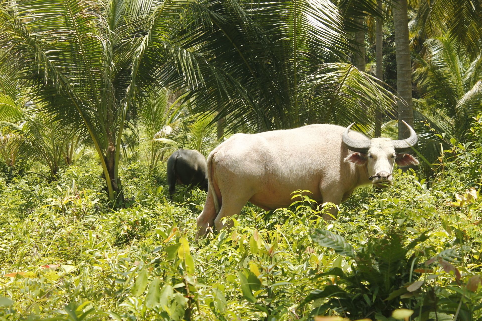 A bull in a lush green field with palm trees in the background.
