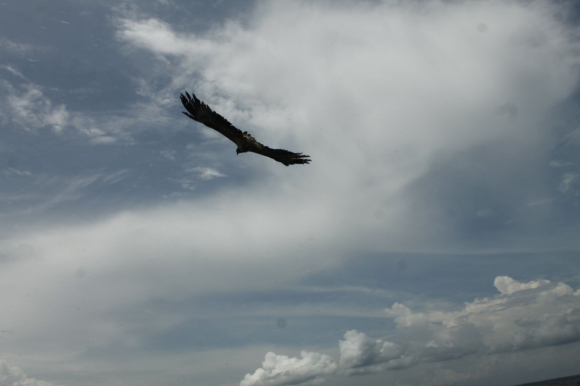 A bird in flight against a cloudy sky.