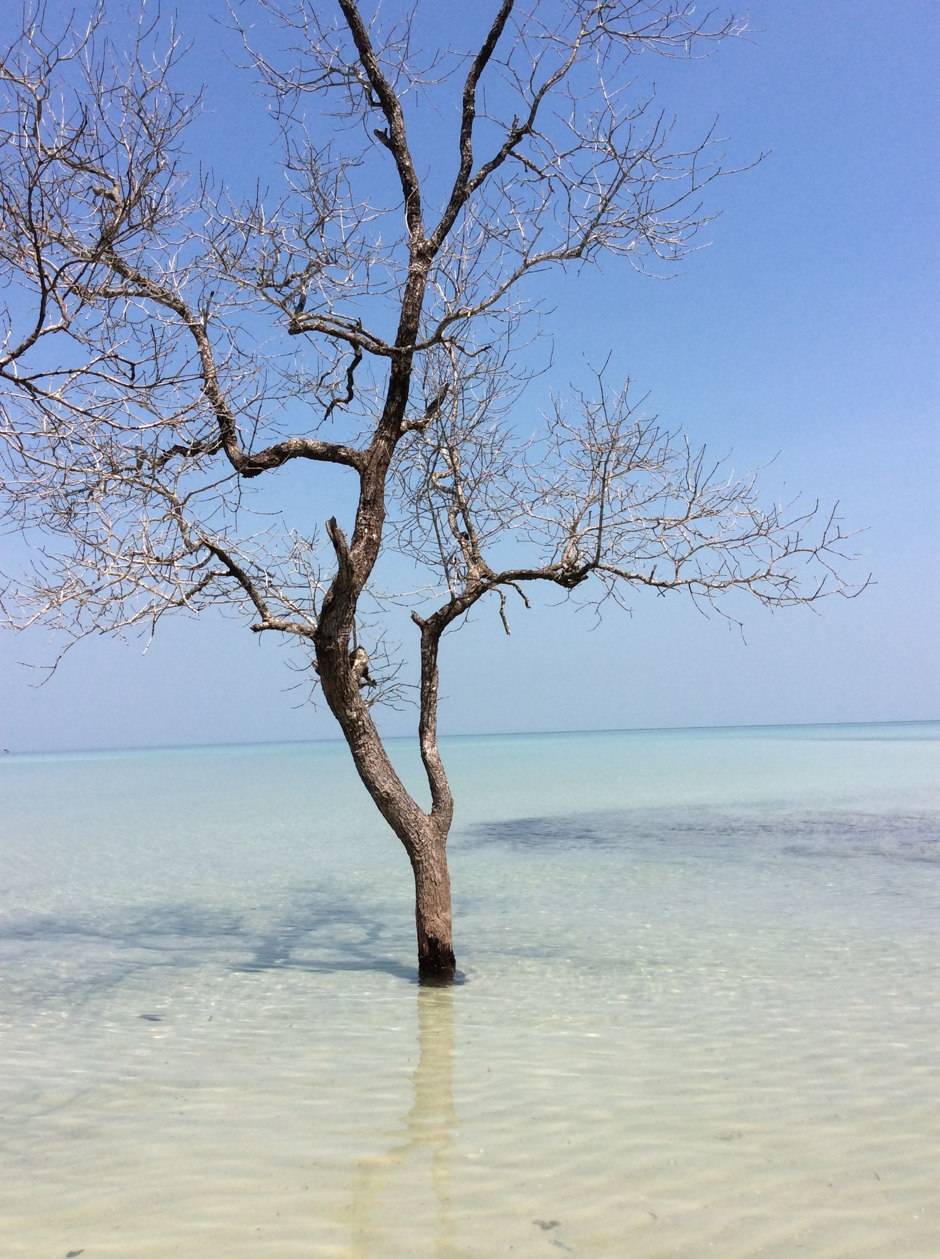 Un arbre aux branches nues, dressé dans une eau claire et peu profonde.