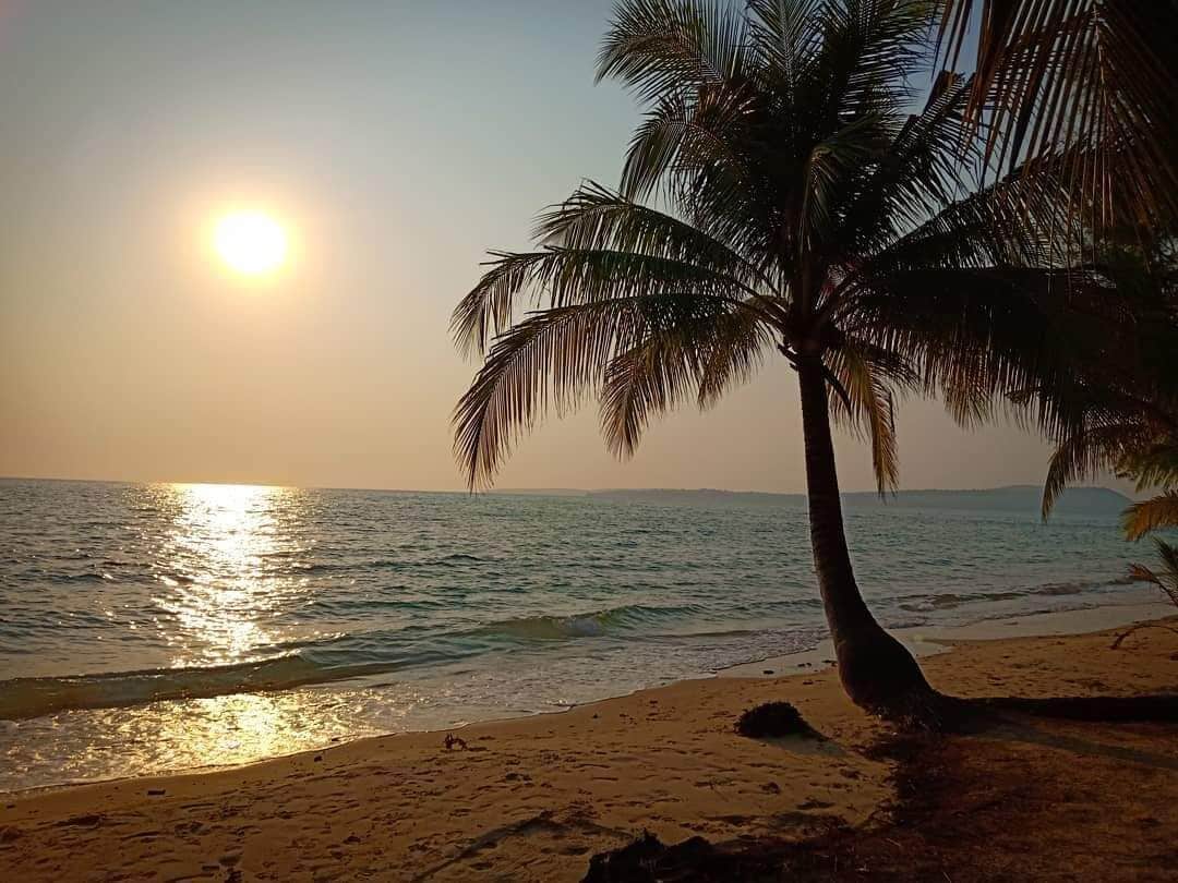 A beach scene with a palm tree and the sun setting over the ocean.