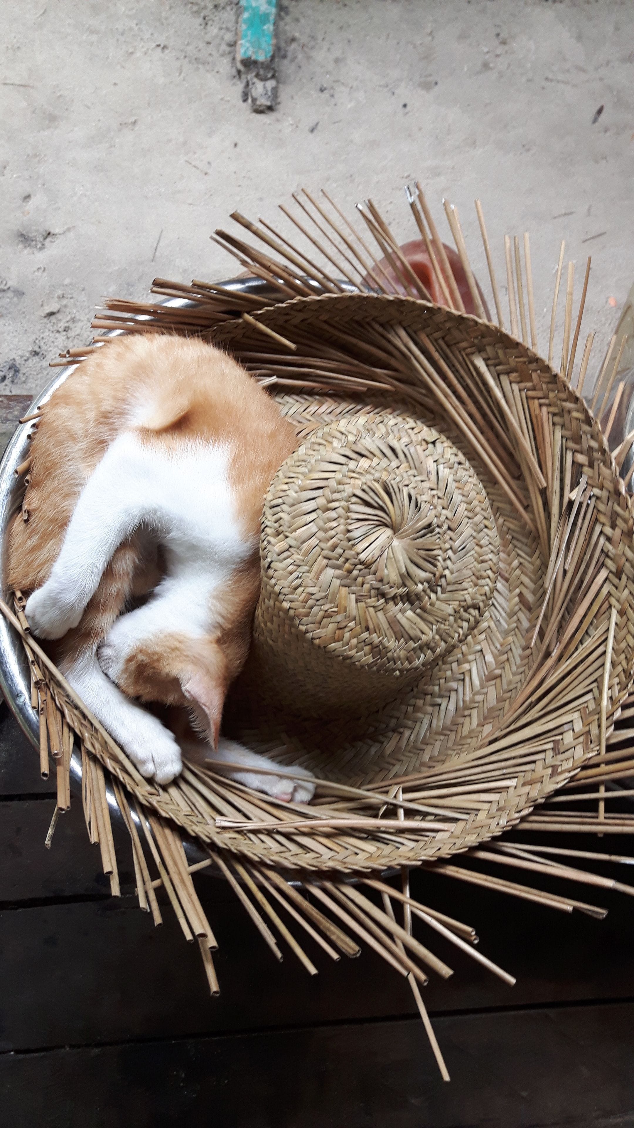Een kat die slaapt in een gevlochten mand.