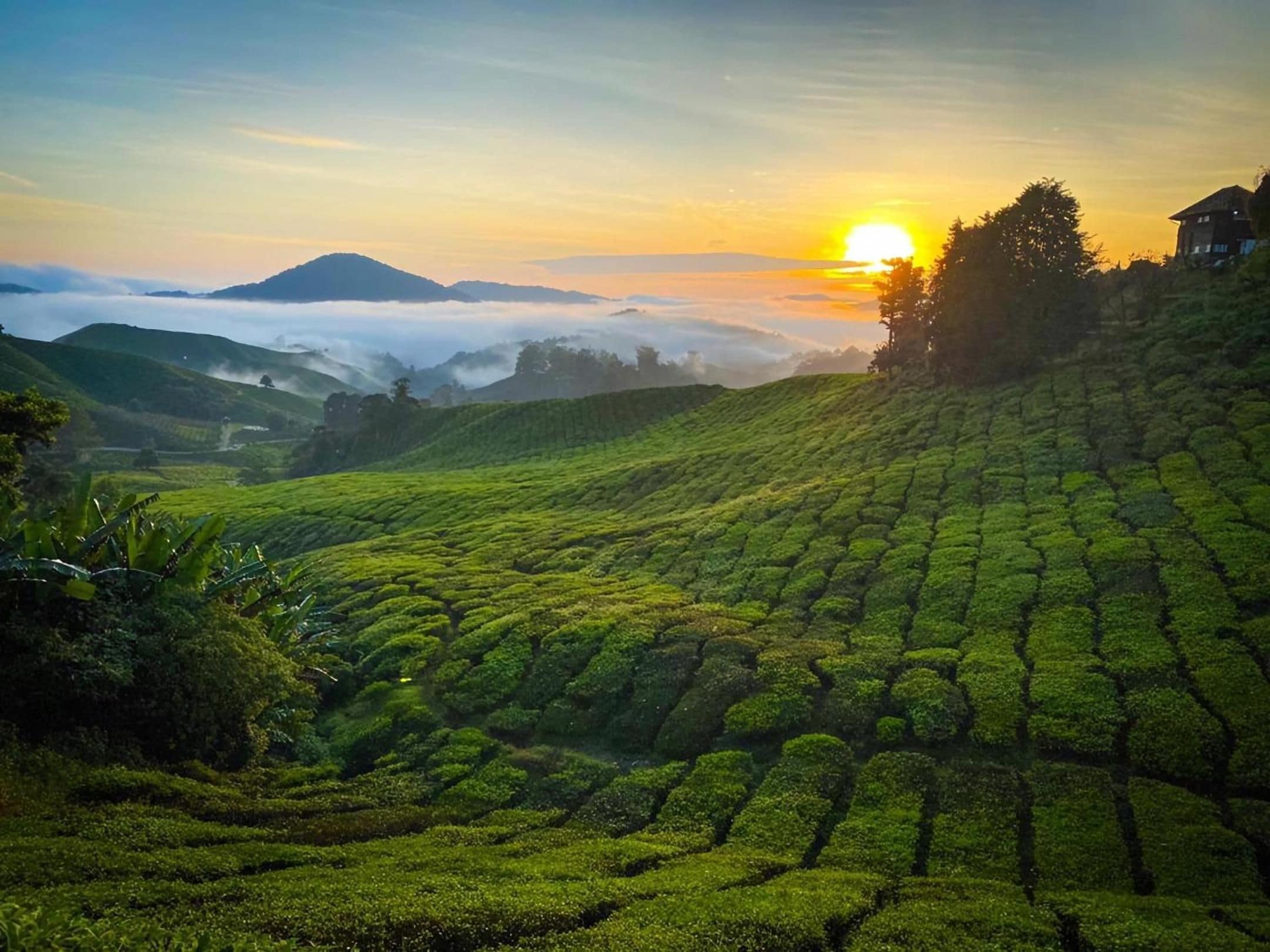 Una rigogliosa piantagione di tè verde con campi a terrazza e un'alba sullo sfondo.