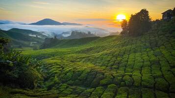 Una rigogliosa piantagione di tè verde con campi a terrazza e un'alba sullo sfondo.