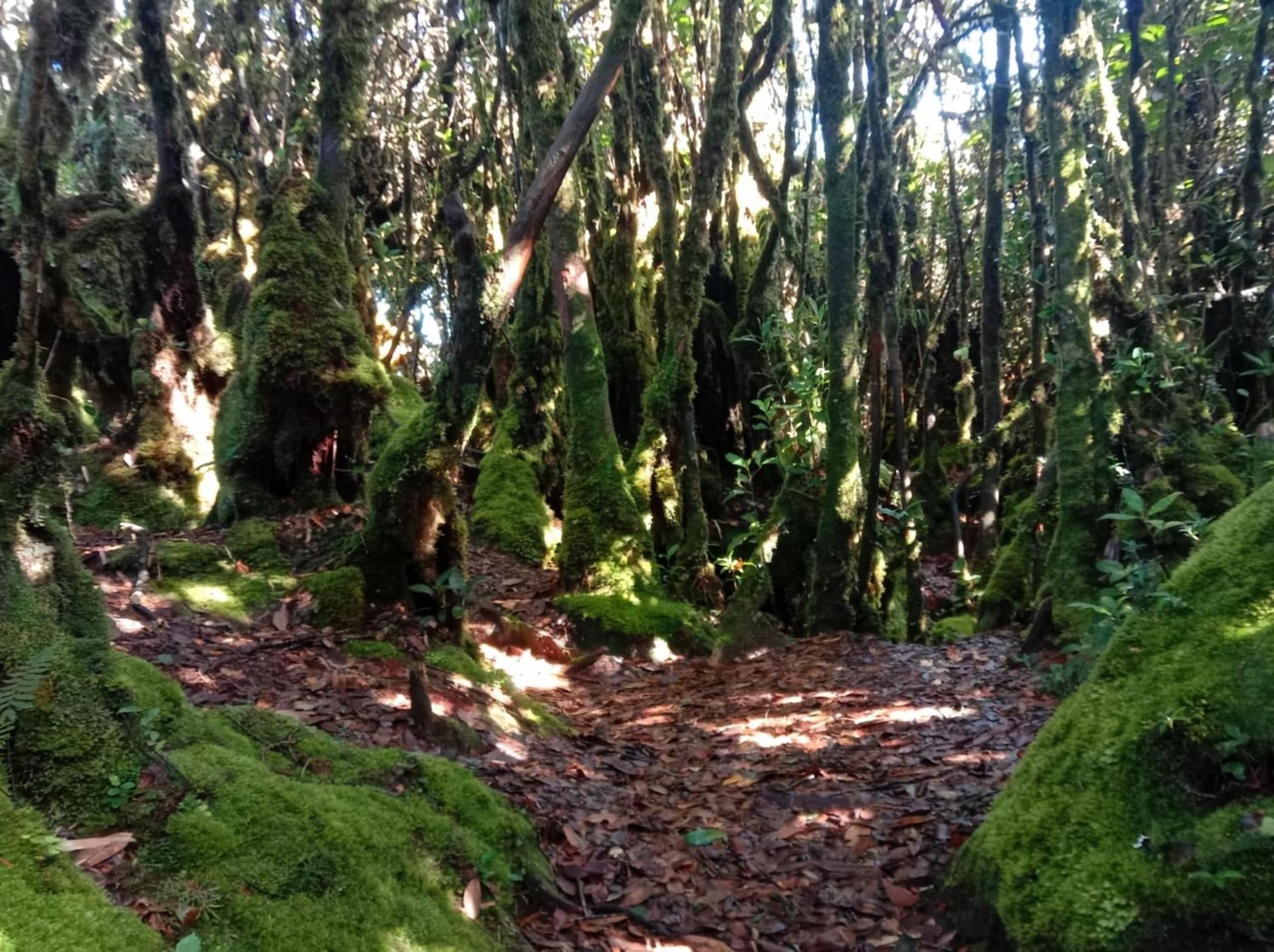 A forested area with moss-covered trees and a leaf-covered ground.