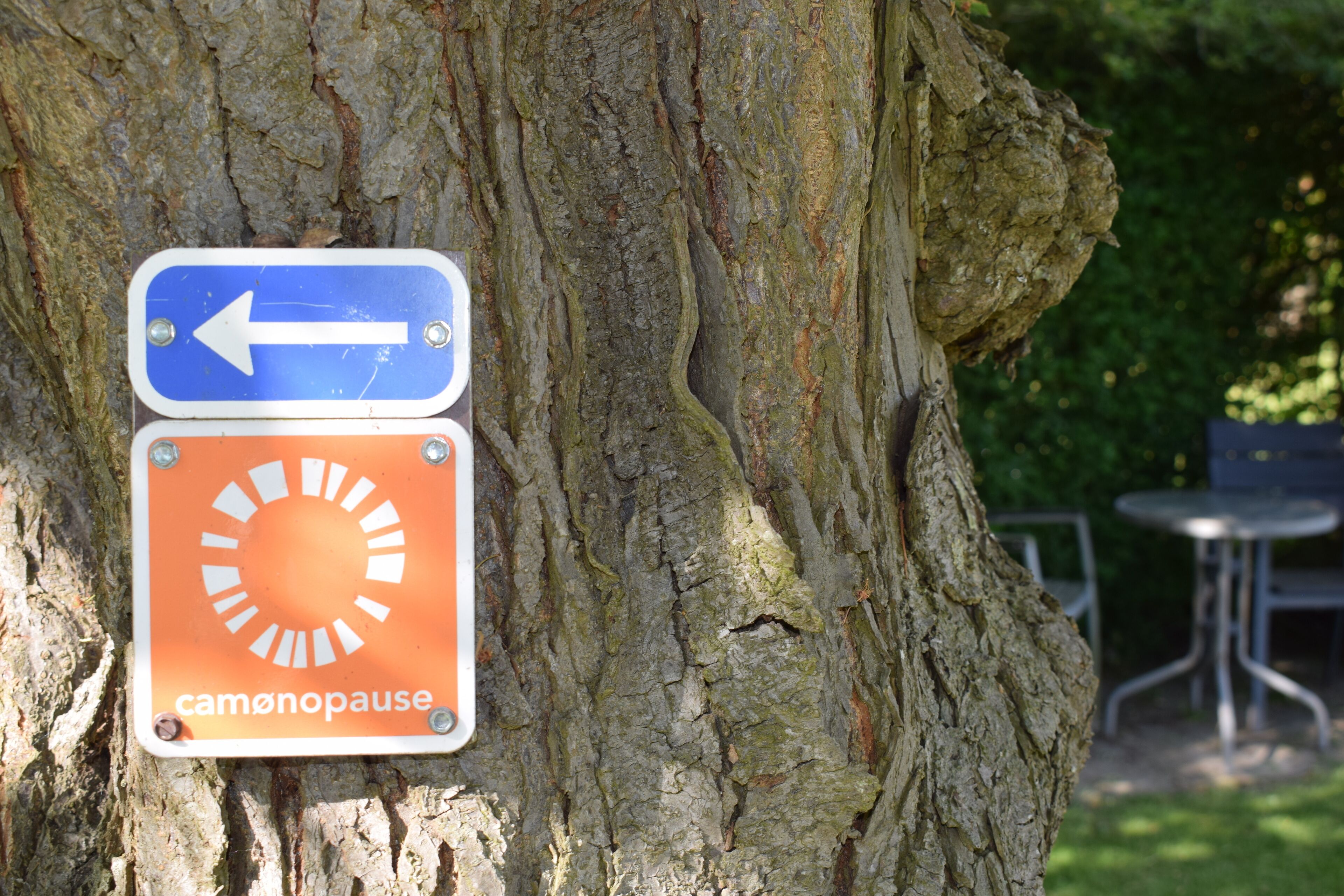 A tree with two signs: one blue with an arrow and one orange with a sun symbol and the word "camonpause".