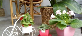 Sabai House