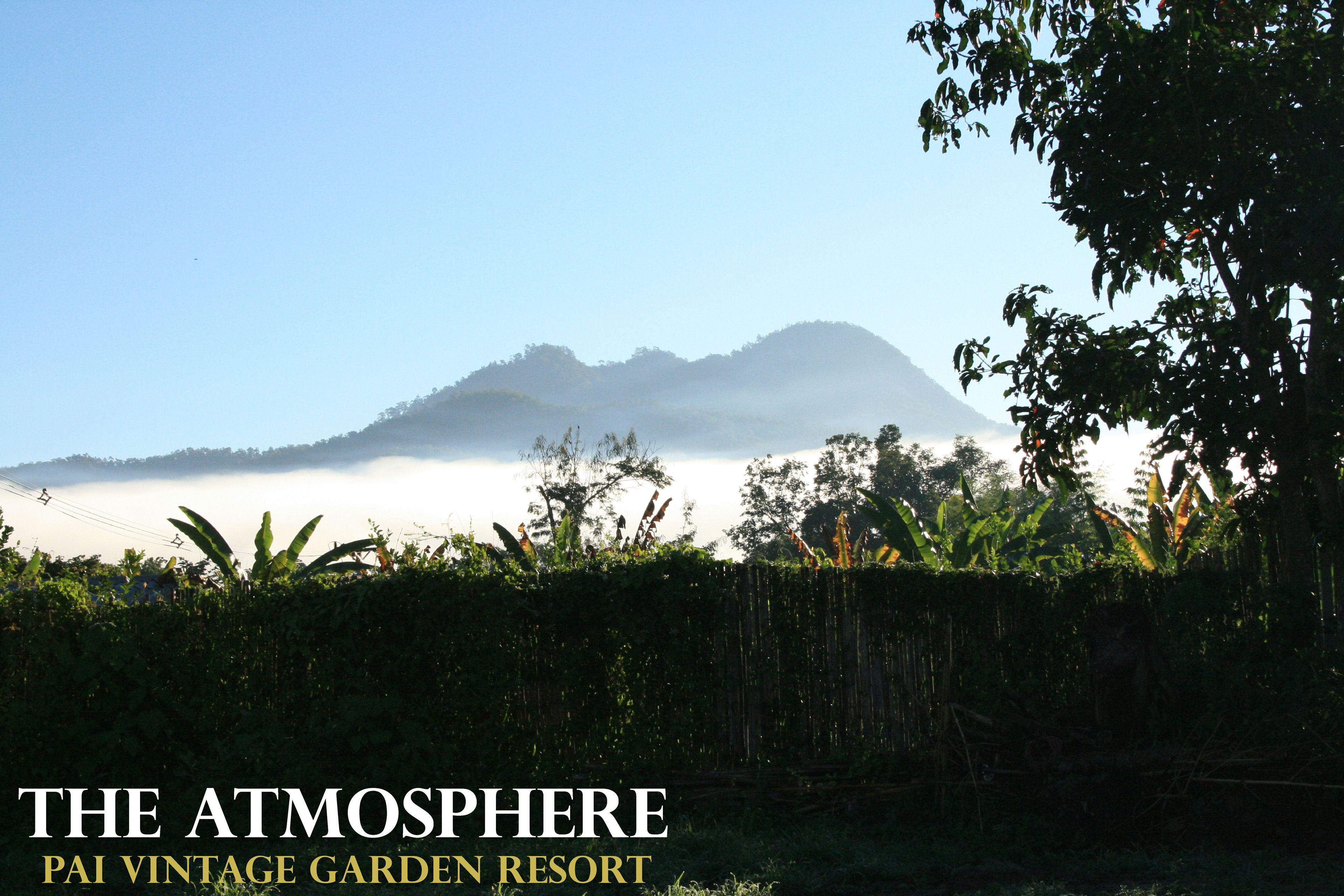 A lush garden with dense foliage and a mountain in the background.