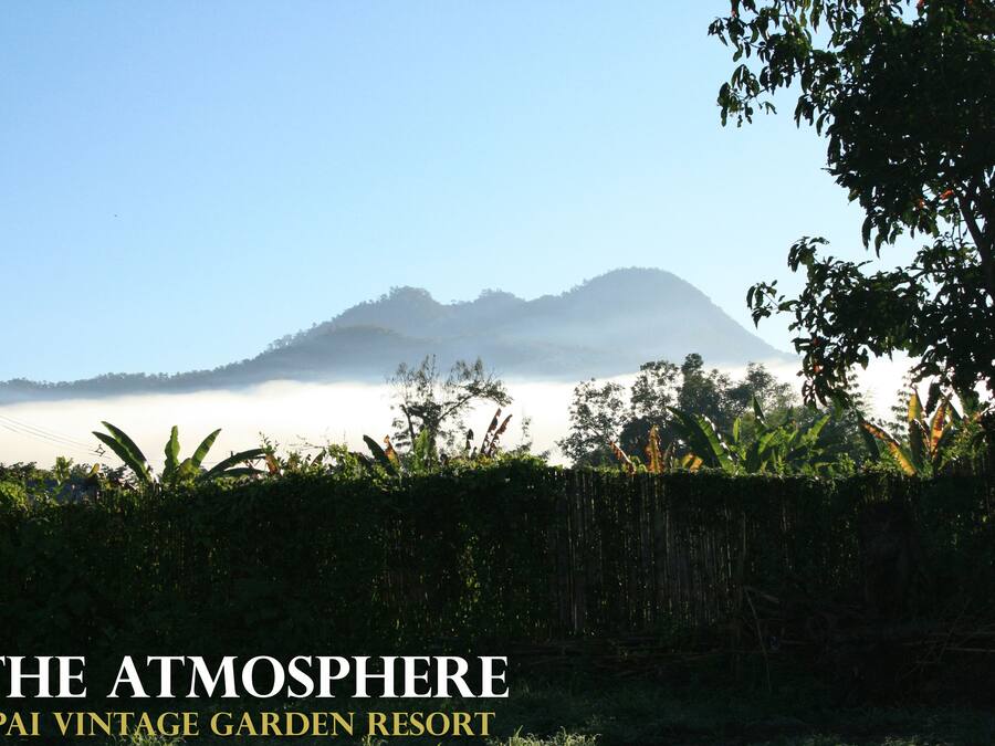 A lush garden with dense foliage and a mountain in the background.