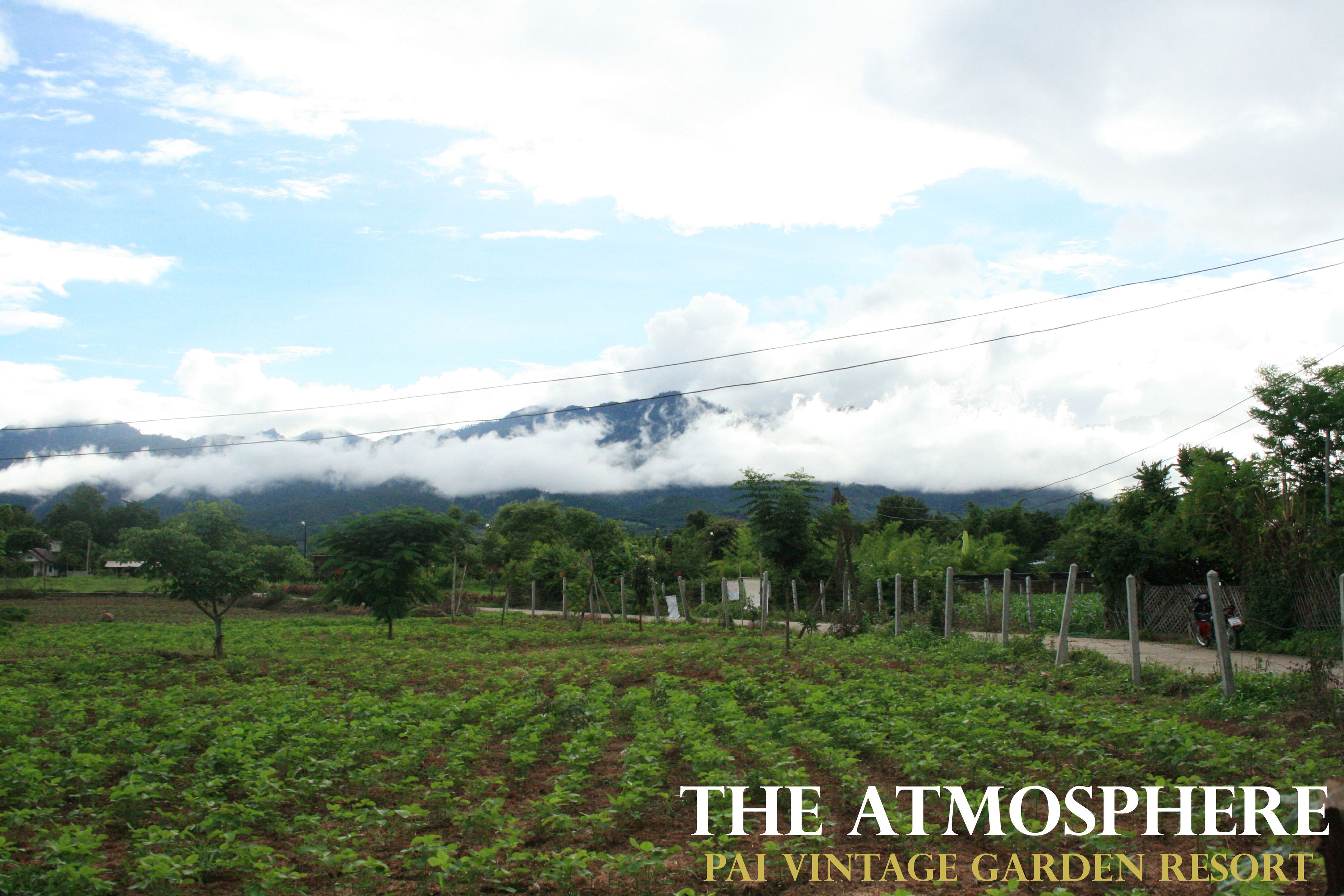 A garden with rows of plants and a mountain in the background.