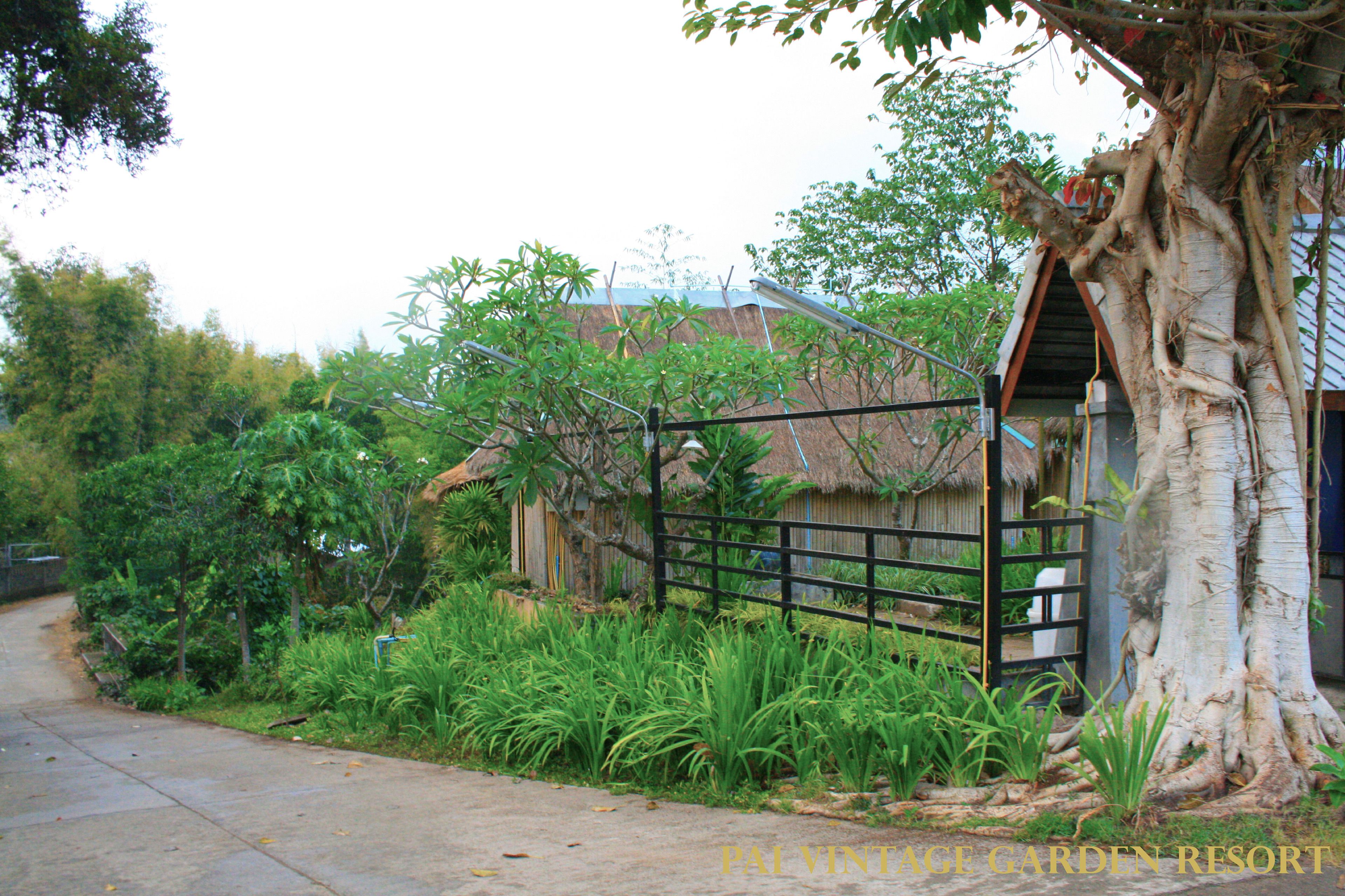 A rural setting with a thatched-roof house, a large tree, and a concrete pathway.