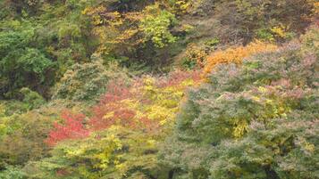Uma floresta densa com diversas árvores exibindo cores outonais.