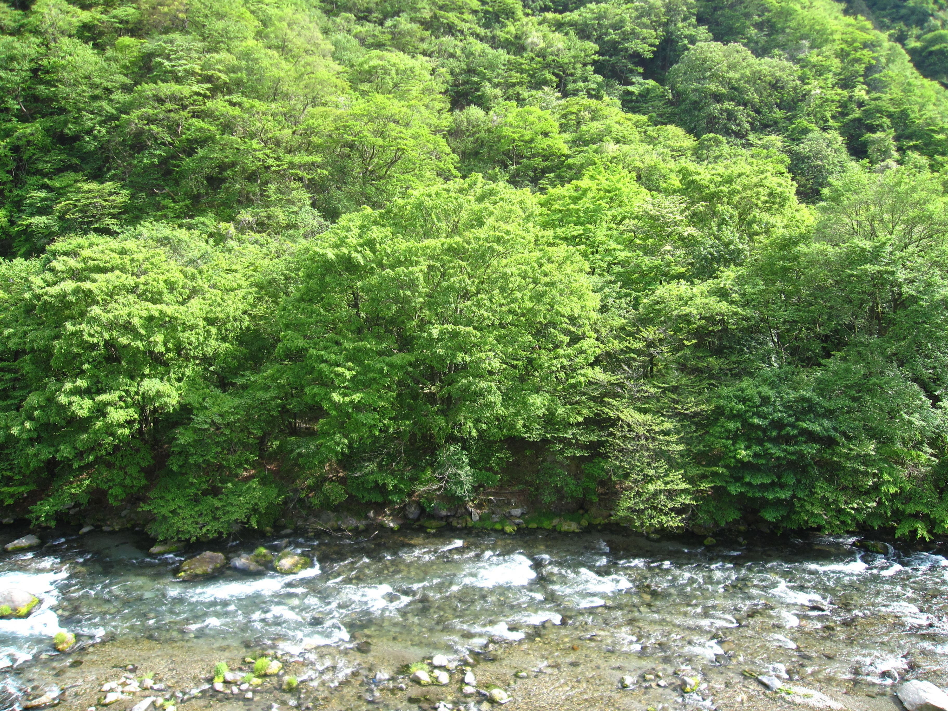 Une forêt dense, traversée en contrebas par un ruisseau aux eaux claires.