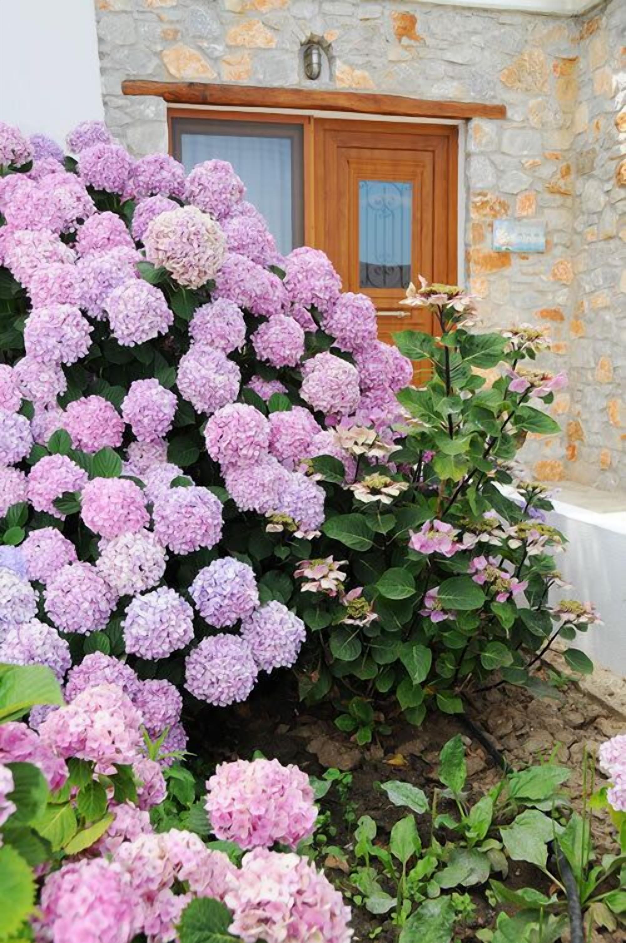 Foto - Skiathos Island Suites