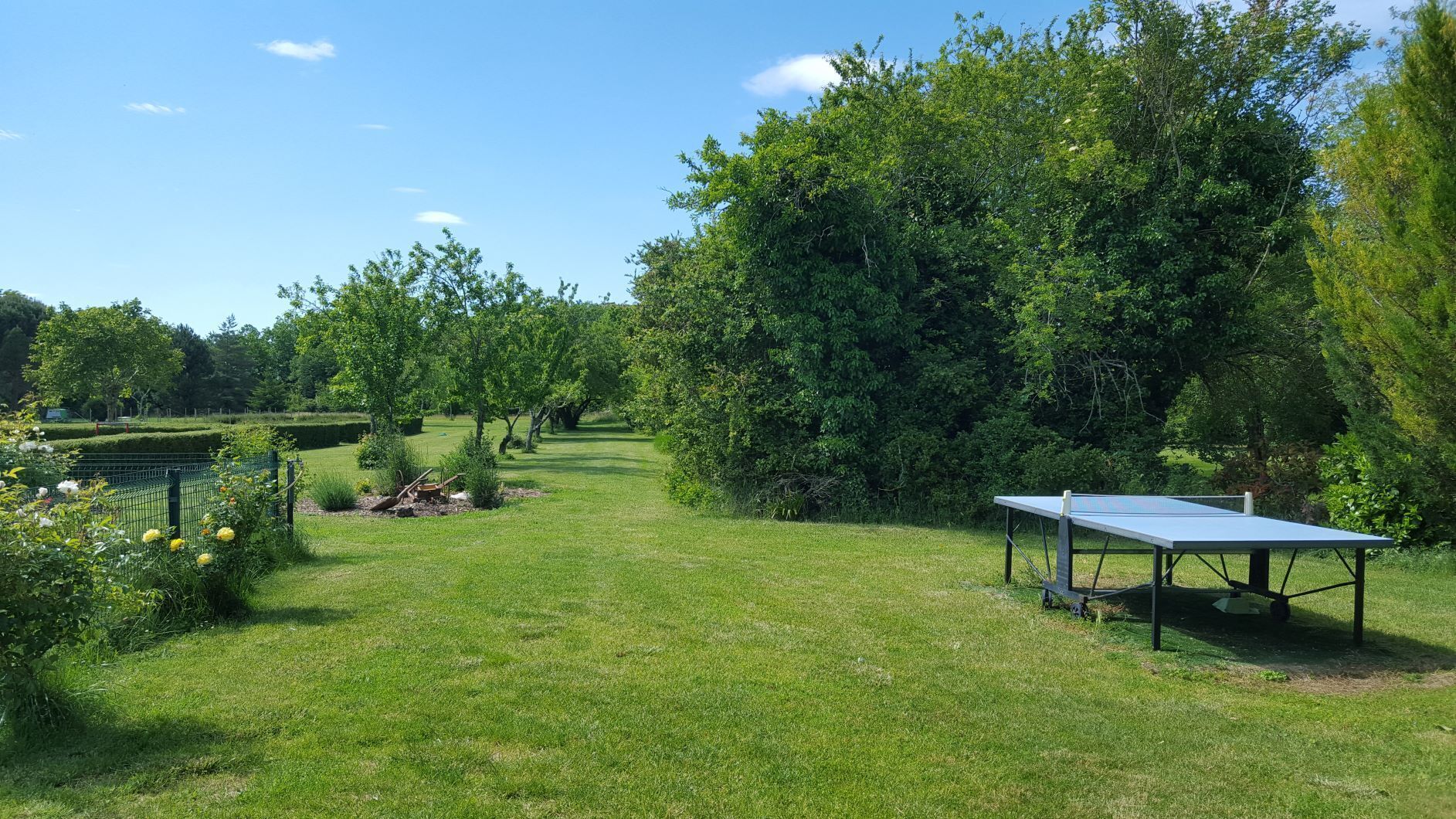 A grassy outdoor area with a table tennis table, surrounded by trees and a hedge.