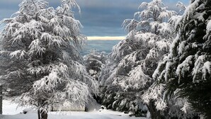 Een besneeerd landschap met met sneeuw bedekte bomen en een bewolkte lucht.