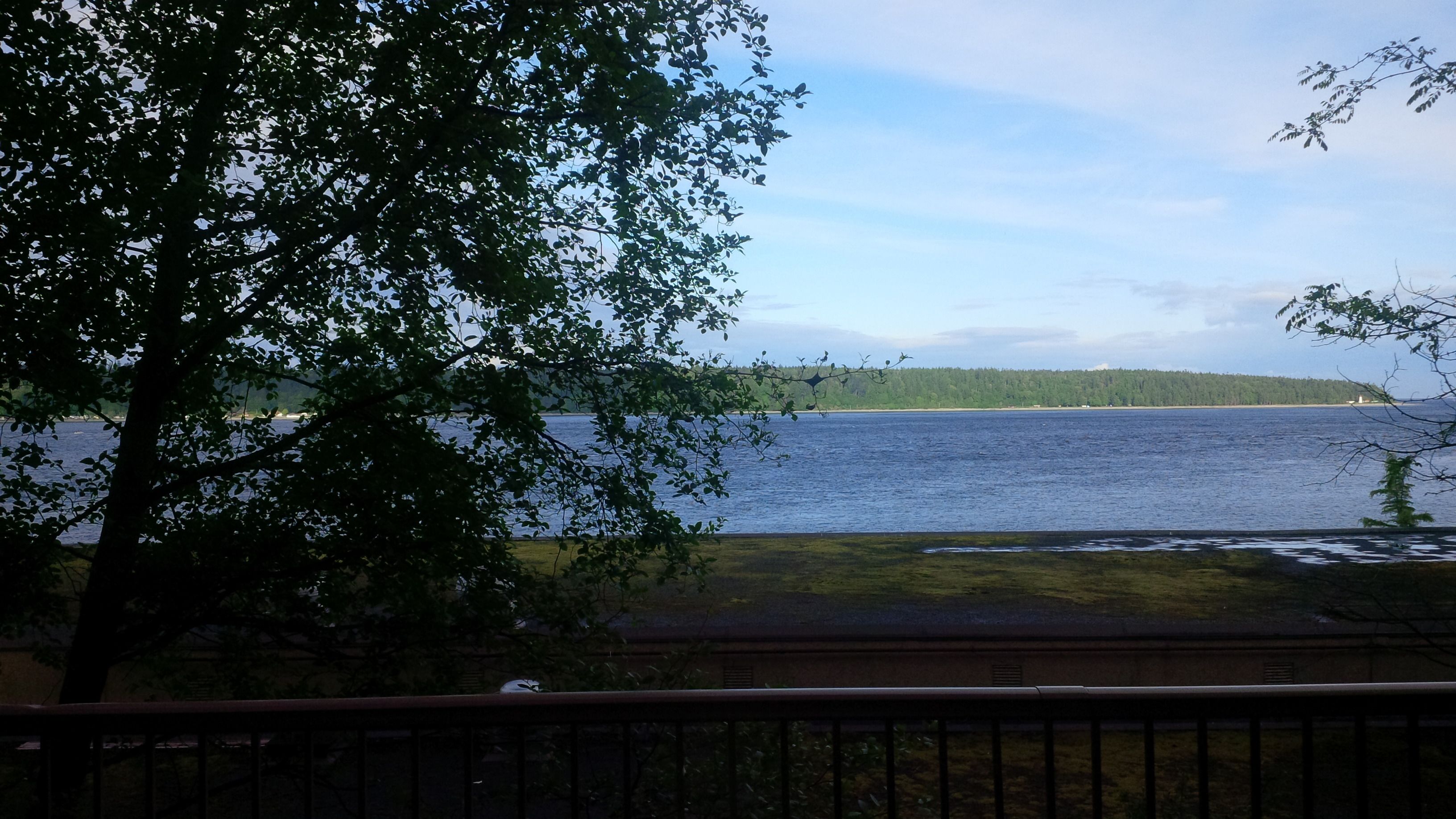 A view of a lake with a tree in the foreground and a distant shoreline.