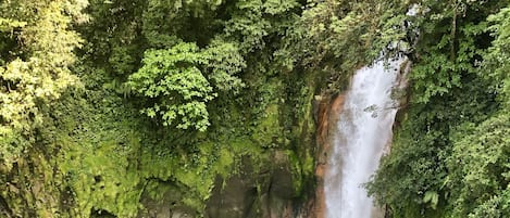 A natural hot spring surrounded by lush greenery and a cascading waterfall.