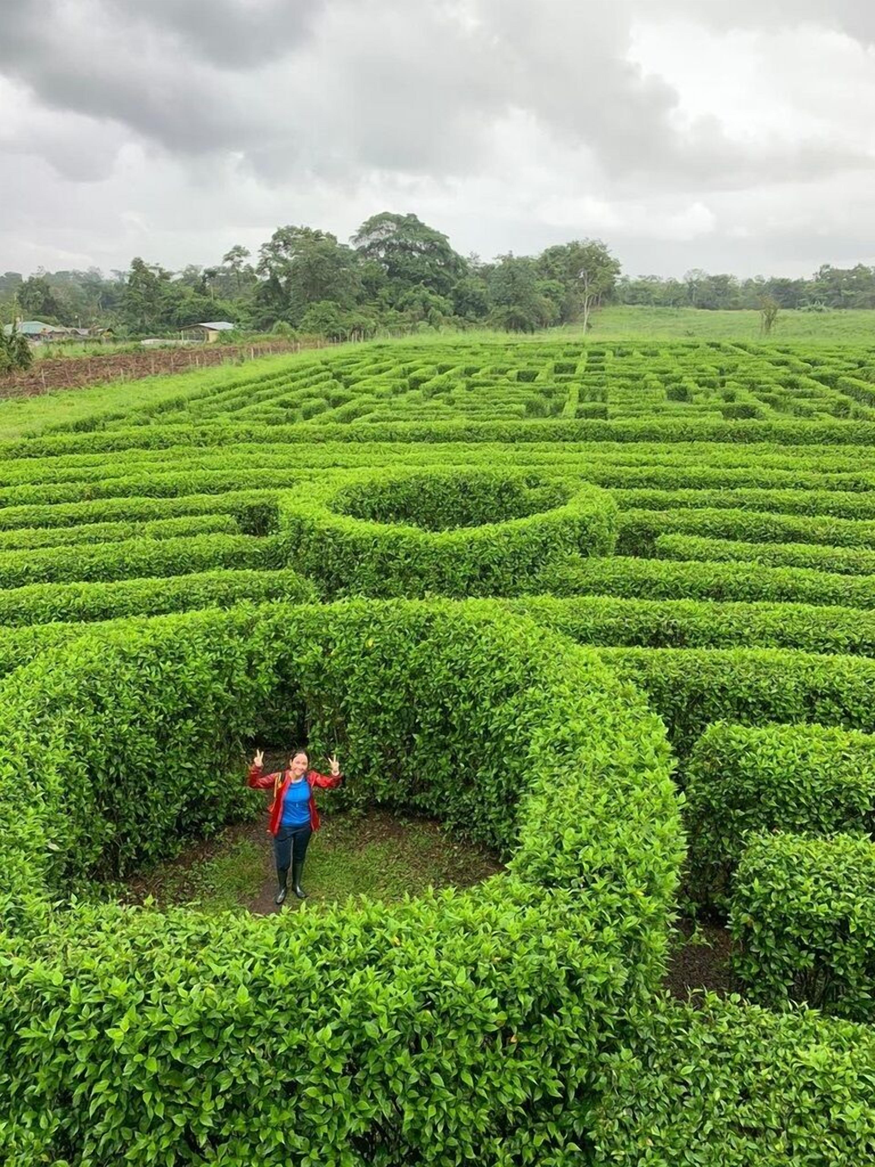 A maze of neatly trimmed hedges with a person standing in the center.