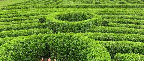 A maze of neatly trimmed hedges with a person standing in the center.