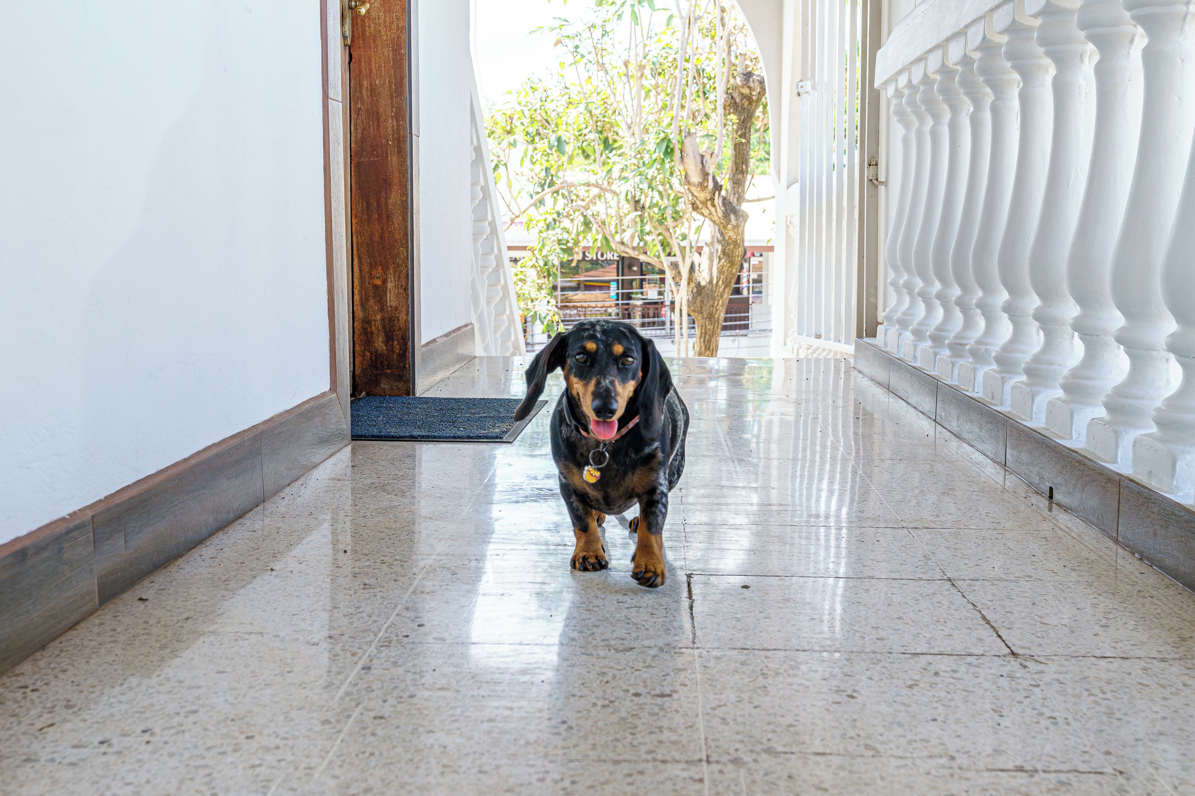 A dog walking down a hallway with a tiled floor and white balustrades.