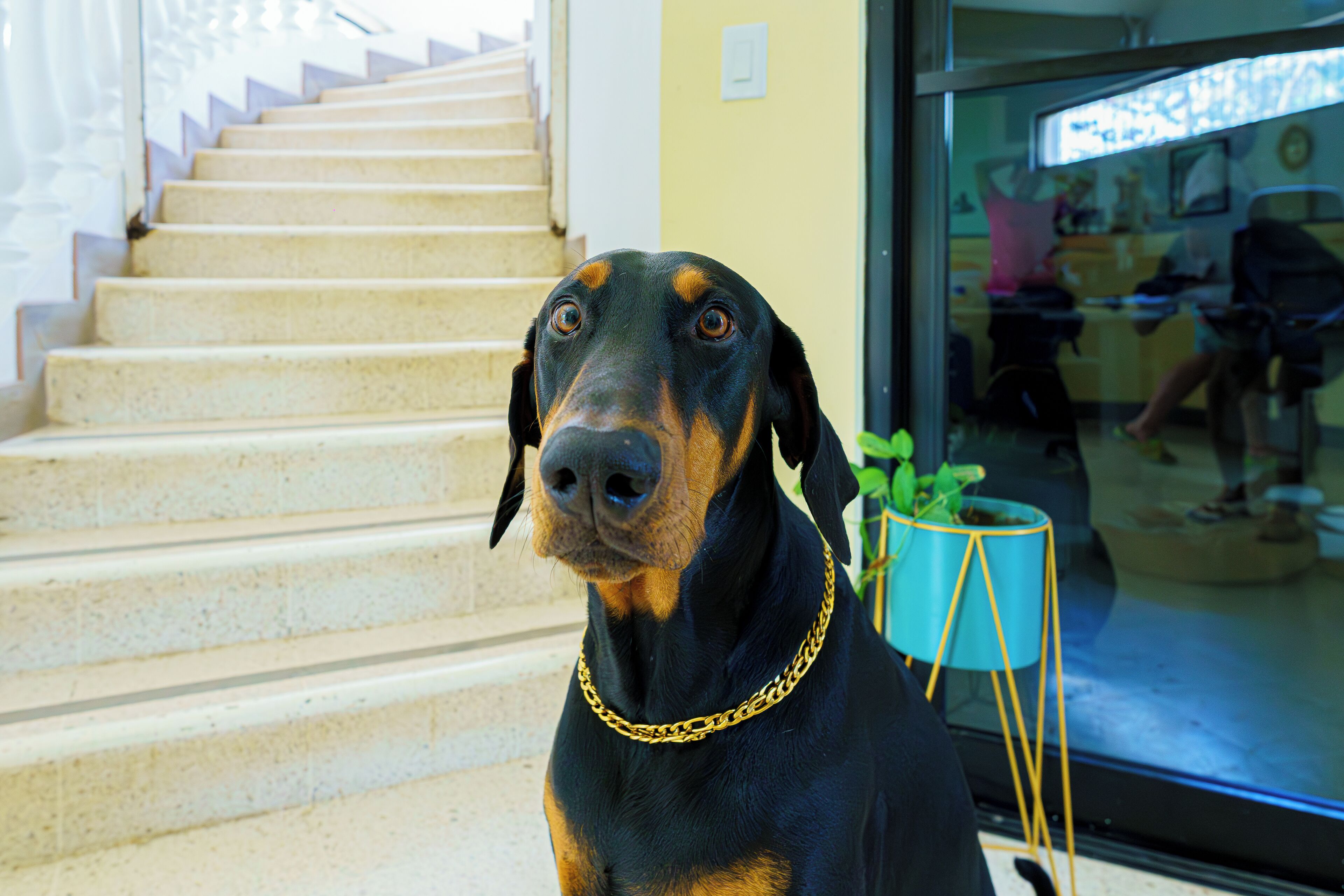 Un perro sentado en una escalera con una planta en maceta cerca.