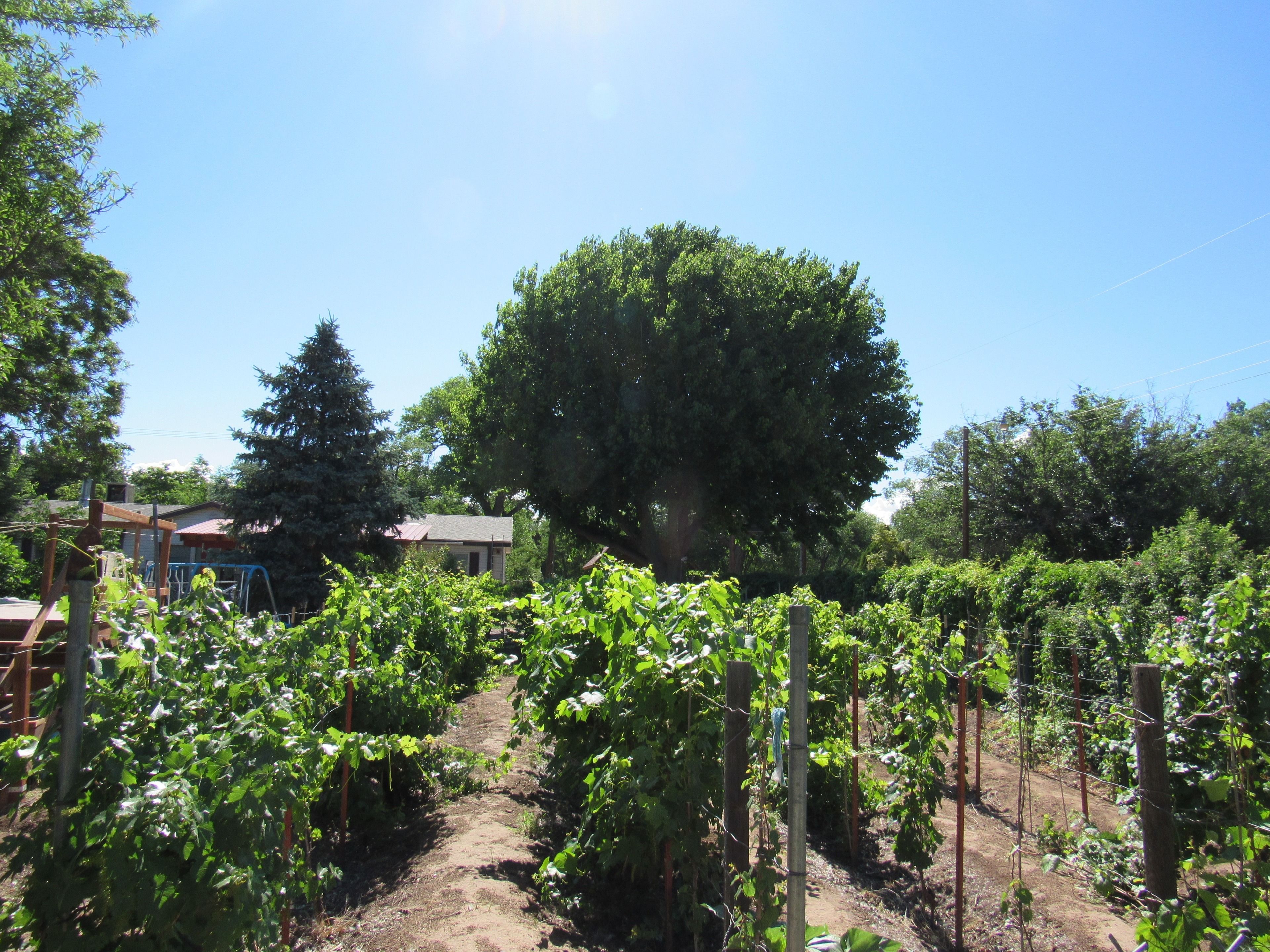 A vineyard with rows of grapevines, a large tree, and a house in the background.