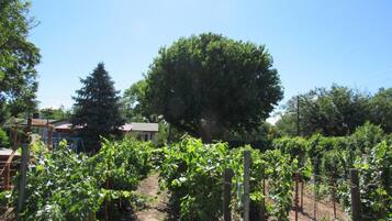A vineyard with rows of grapevines, a large tree, and a house in the background.